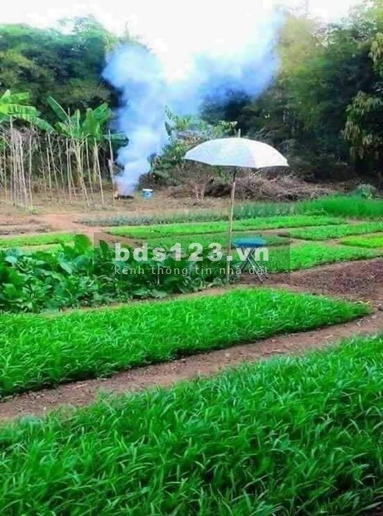 Bán đất Bình Phước giá rẻ, gần KCN, đông dân cư, 180tr/1000m2
