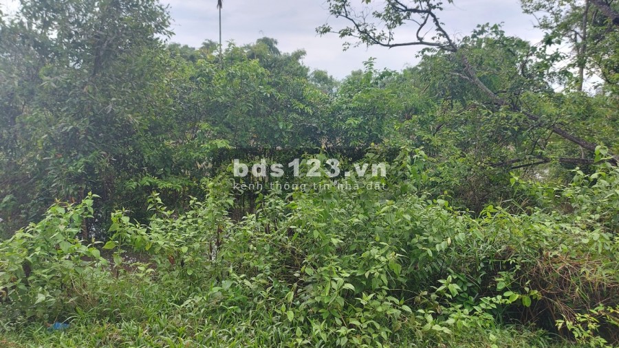 Bán đất 5x26 giá siêu rẻ 690 triêu, bàu sen, xã Đức Lập Hạ, Đức Hòa, Long An, lh 0974480757