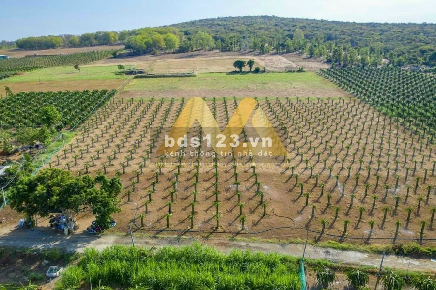 Nhân 3 tài sản với đất vườn Bình Thuận Nam Á Garden, chỉ 70 nghìn/m2
