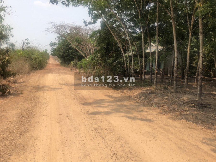 Bán đất vườn giá rẻ, có điện tại Dầu Tiếng – Bình Dương, giá 495 triệu