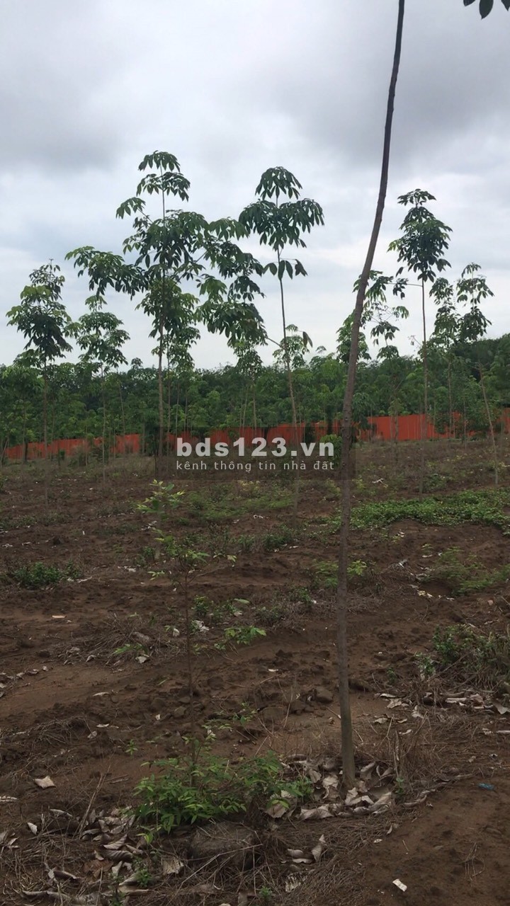 Chính chủ Cần tiền gấp sang đất mẫu giá rẻ tại Tam Lập, Phú Giáo , Bình Dương