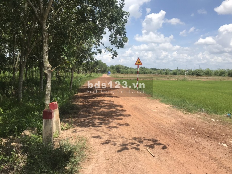 Bán đất dầu Tiếng, Bình Dương dt 1000m2 495tr ( sổ sẵn ) t6/2021