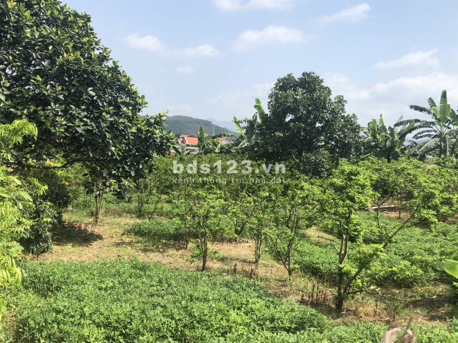 Cần nhường lại miếng đất 200m2 Tại Hoàng Giám Hoàng Tiến Chí Linh Hải Dương