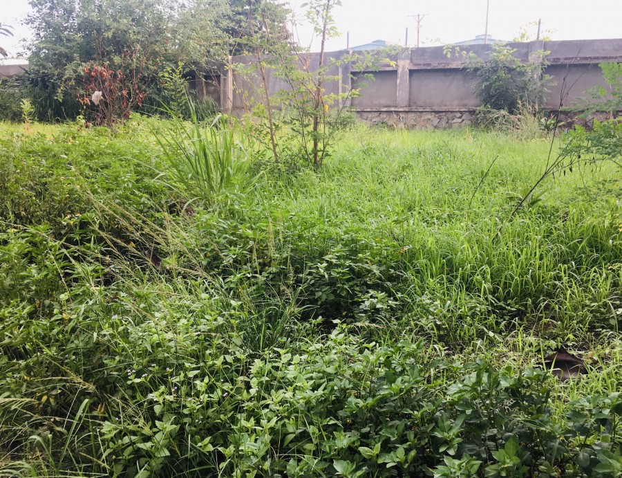 Cần bán đất mở xưởng mặt tiền Quốc Lộ 51 4300m2, Tam Phước, Biên Hoà Nhỉnh 15tr/m2