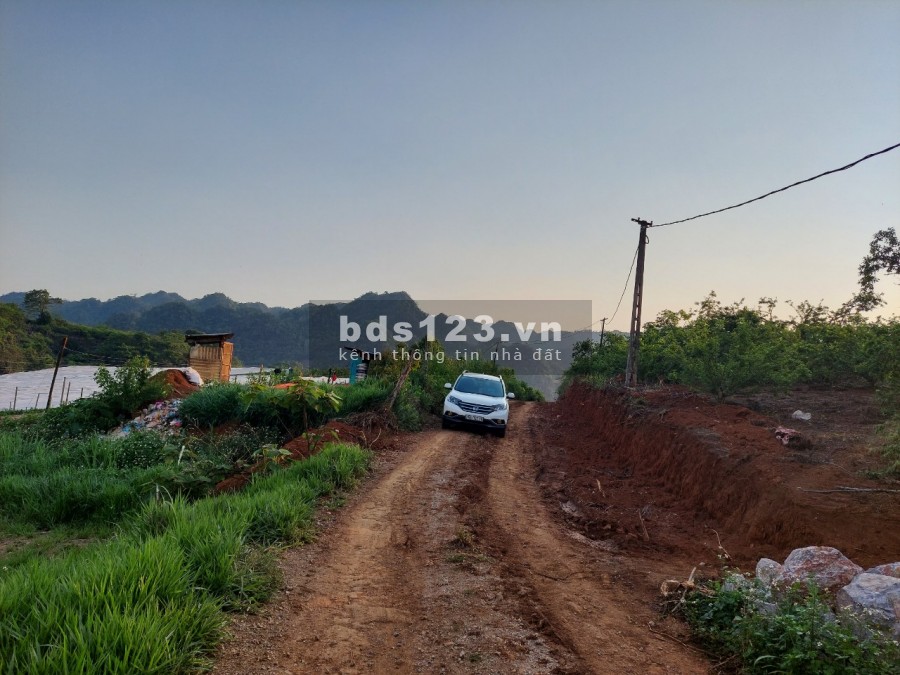 Bán lô 3000m2 vườn mận đâng thu hoạch. Sổ chung, tách sổ 50 năm trao tay