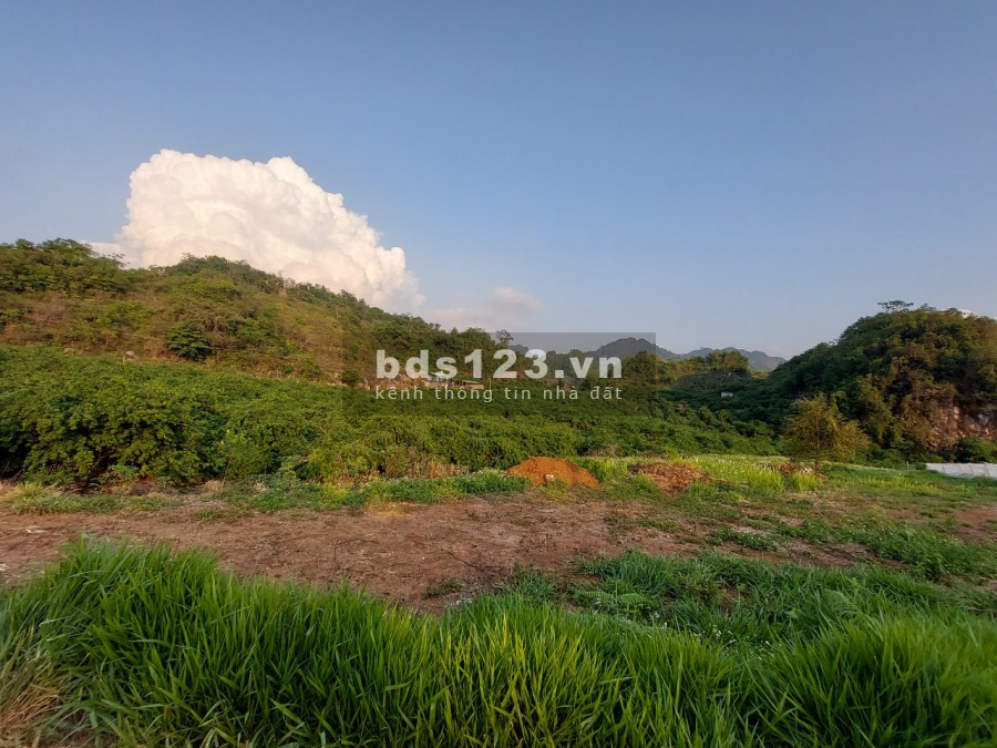 Bán lô 3000m2 vườn mận đâng thu hoạch. Sổ chung, tách sổ 50 năm trao tay