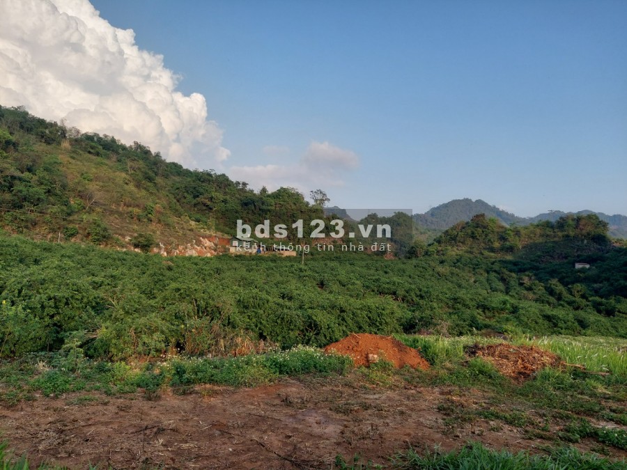Bán lô 3000m2 vườn mận đâng thu hoạch. Sổ chung, tách sổ 50 năm trao tay
