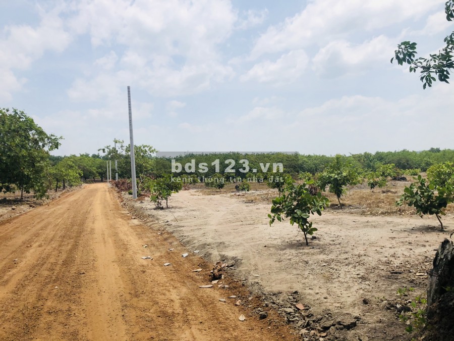 Đất Bình Dương giá rẻ chỉ có 500tr 1000m2 sổ hồng riêng