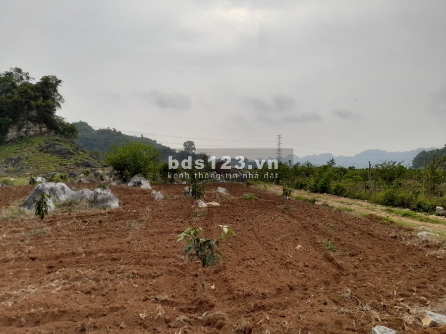 Bán nhanh lô 6000M2 – Đông Sang, Mộc Châu, Sơn La giá siêu xinh