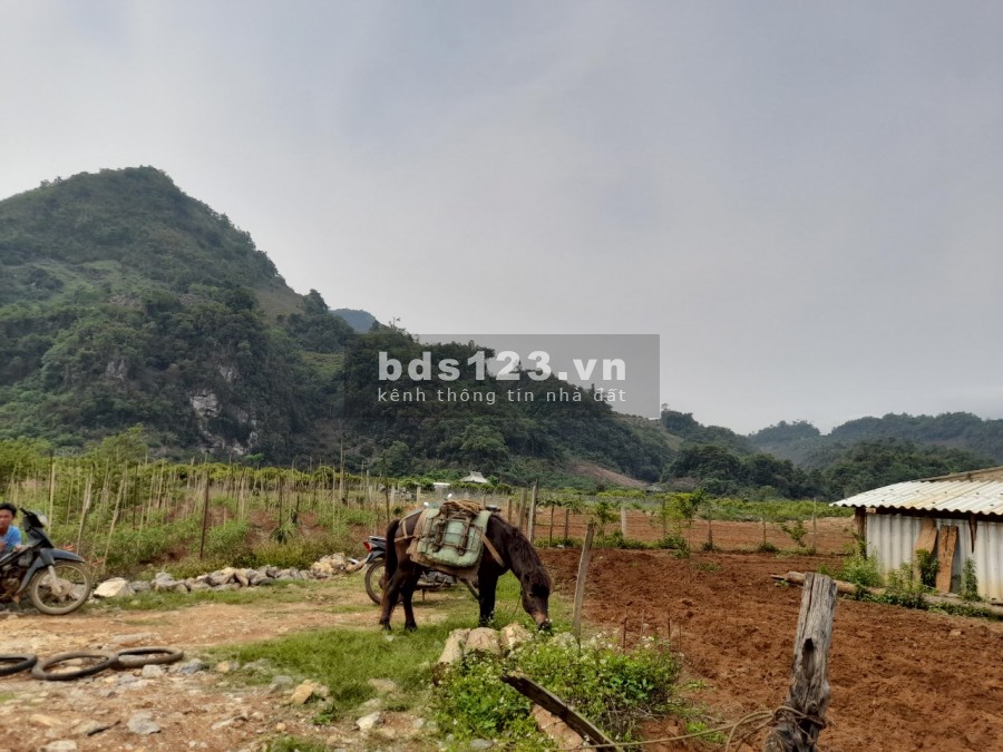 Bán nhanh lô 6000M2 – Đông Sang, Mộc Châu, Sơn La giá siêu xinh