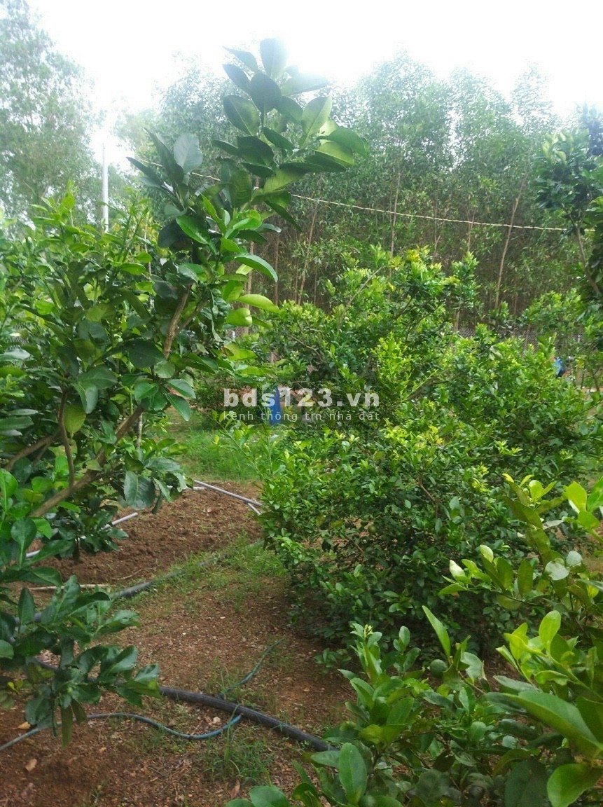 Bán đất Vườn Vĩnh Tân Vĩnh Cửu 1200m2 giá 1tỷ, sổ hồng riêng