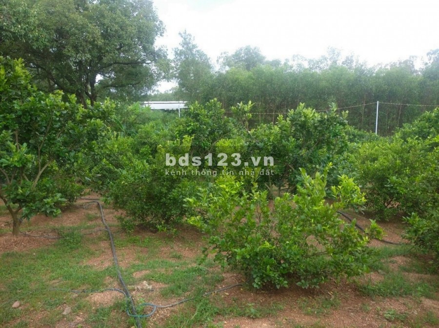 Bán đất Vườn Vĩnh Tân Vĩnh Cửu 1200m2 giá 1tỷ, sổ hồng riêng