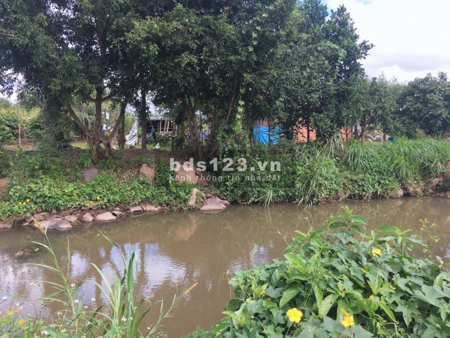 Thanh Lý Đất Ngộp Mùa Covid VI Đất Vườn Bình Long Bình Phước