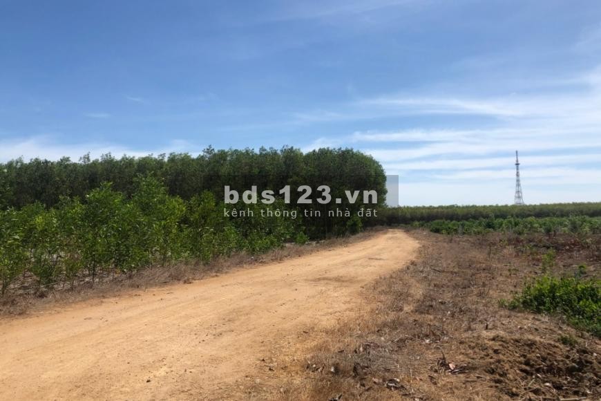 Bán đất vườn giá rẻ tại Dầu Tiếng Bình Dương sổ sẵn, giá 495 triệu