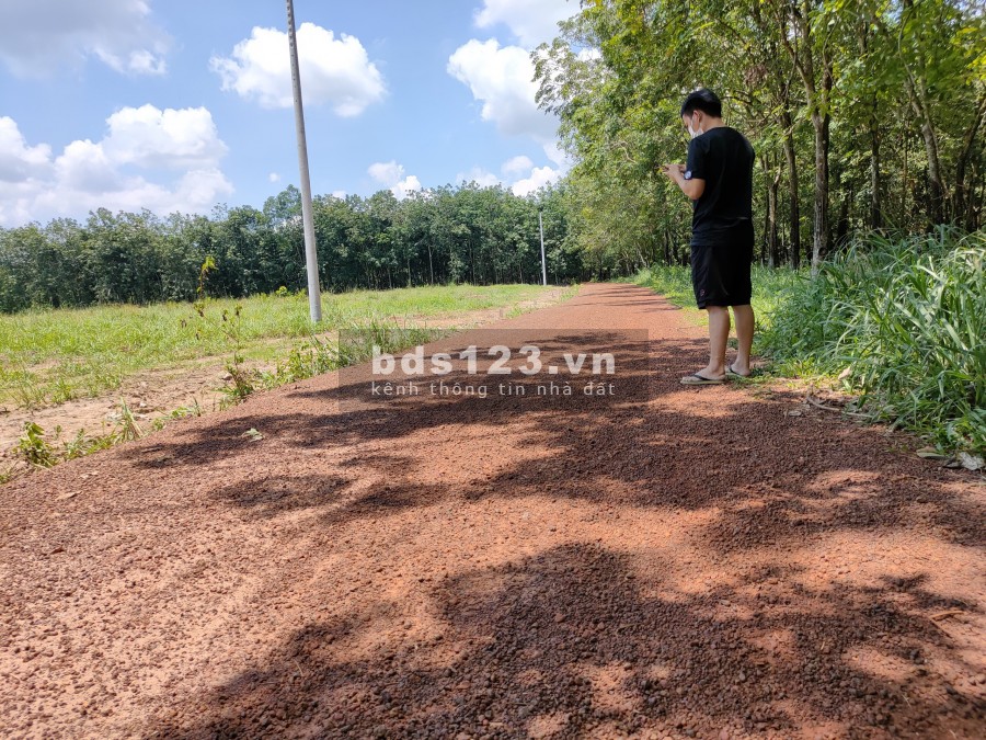 Bán 1000m Đất CLN Dầu Tiếng Bình Dương đường đẹp, giá bán 450 triệu
