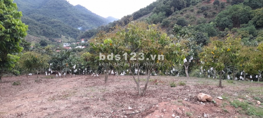 Đất Mộc Châu có thổ cư, nền bằng phẳng, gần trung tâm và khu du lịch