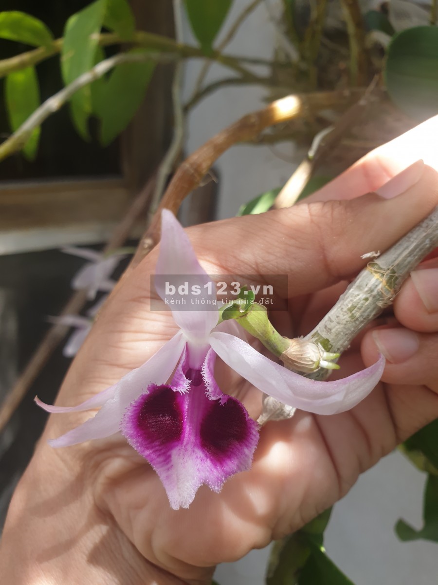 Bán 3969m2 đất mặt tiền đường Bắc Nam, Phù Cát, Bình Định, giá 2,2 tỉ