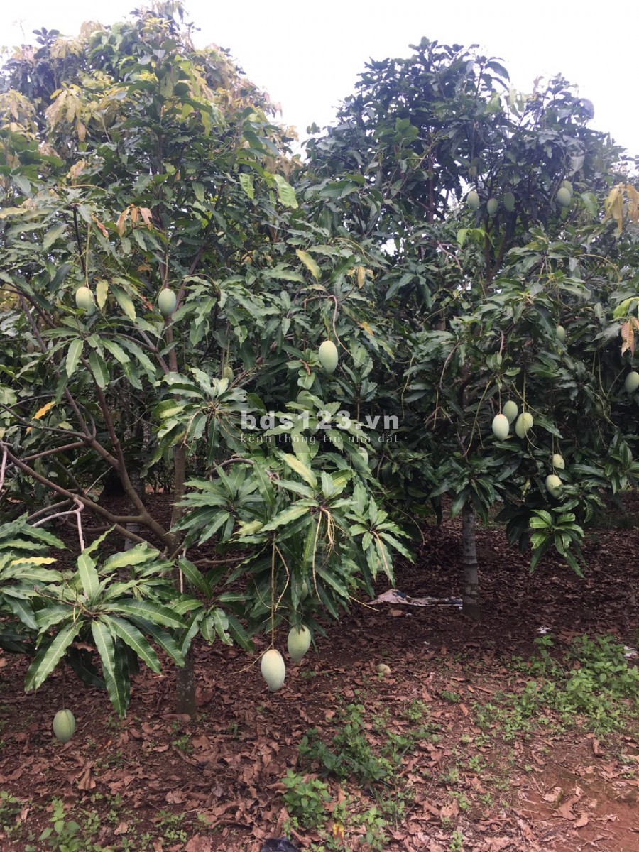 Bán gấp lô đất vườn giá rẻ dt 1000m2 ( quy hoạch full 100% thổ cư ) ở Đồng Nai. LH 0932056011