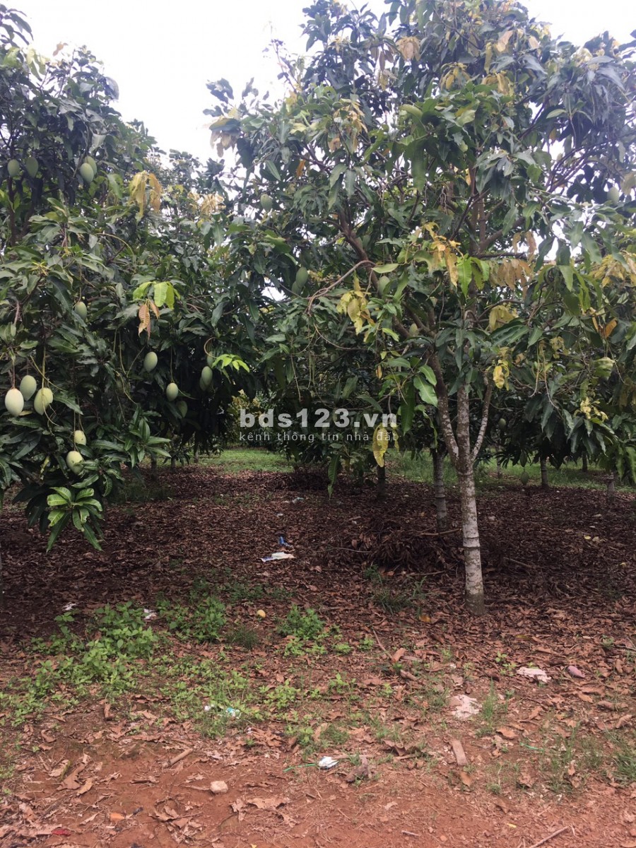 Bán gấp lô đất vườn giá rẻ dt 1000m2 ( quy hoạch full 100% thổ cư ) ở Đồng Nai. LH 0932056011