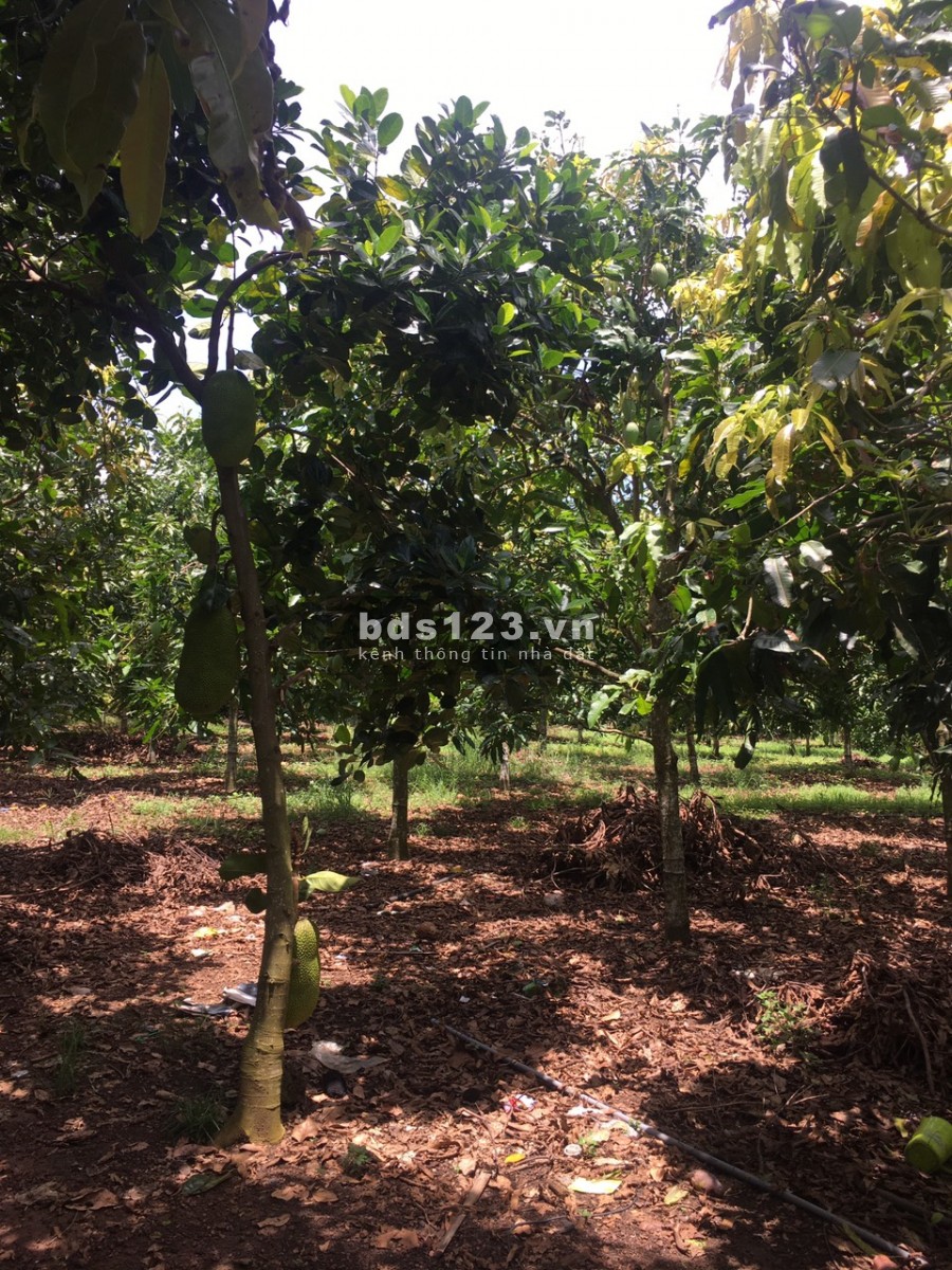 Bán gấp lô đất vườn giá rẻ dt 1000m2 ( quy hoạch full 100% thổ cư ) ở Đồng Nai. LH 0932056011