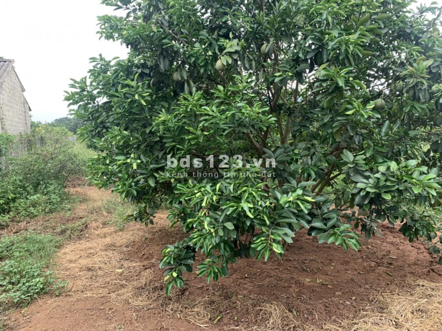 Bán đất Tân Lạc giá rẻ cho nhà đầu tư, giao thông thuận lợi