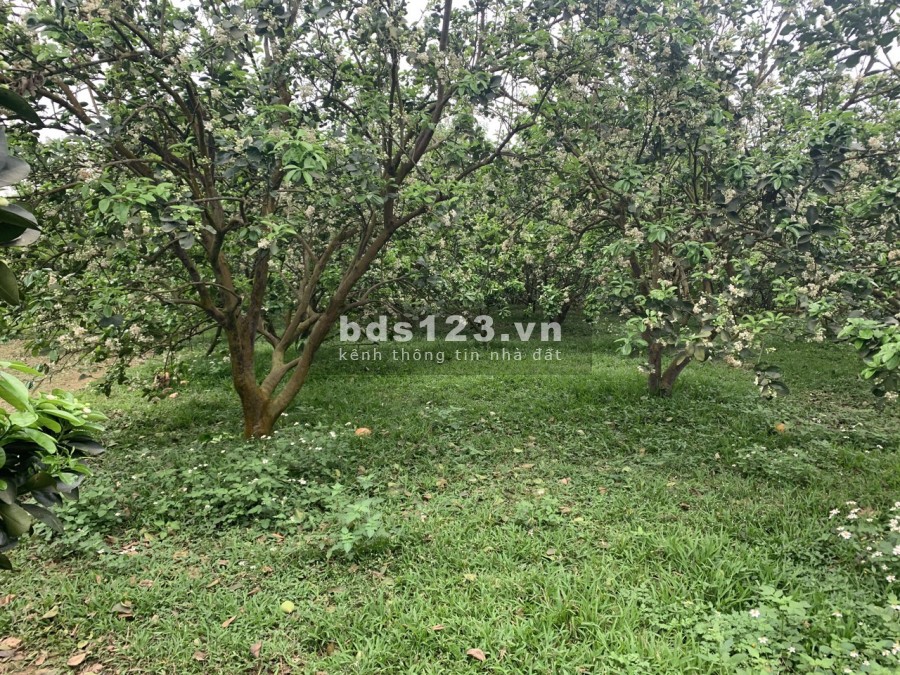 Bán đất Tân Lạc giá rẻ cho nhà đầu tư, giao thông thuận lợi