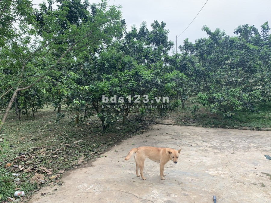 Bán đất Tân Lạc giá rẻ cho nhà đầu tư, giao thông thuận lợi