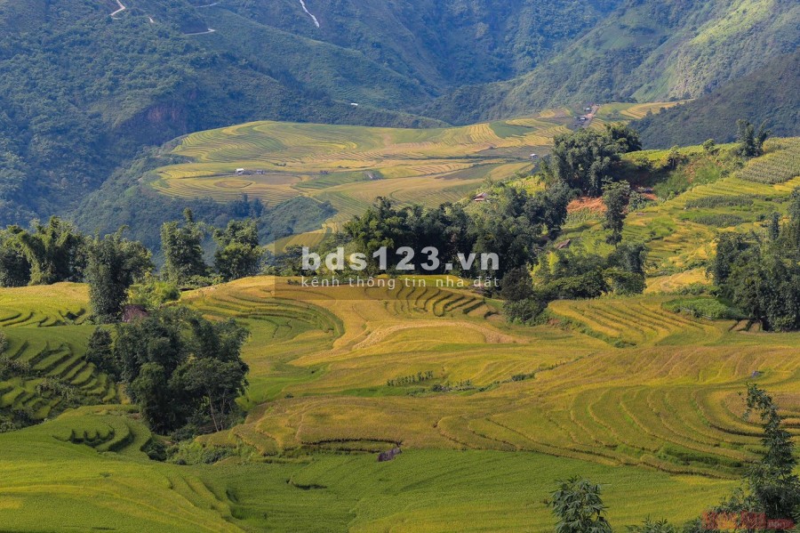 Bán mảnh đất Y Tý đẹp như hoa hậu ( Sapa 2) View ruộng bậc thang và rừng già đẹp xuất sắc