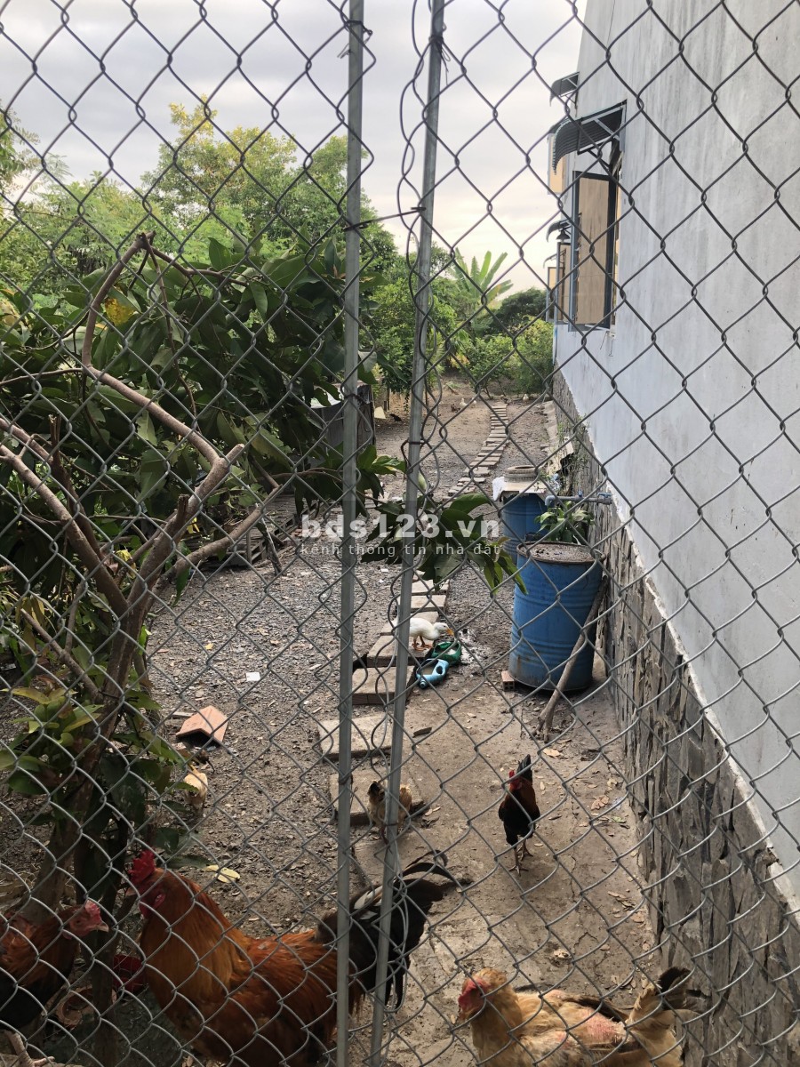 Chính chủ bán lô đất đẹp 568m2 tặng nhà Cần Giuộc, giá bán 7.9 tỷ
