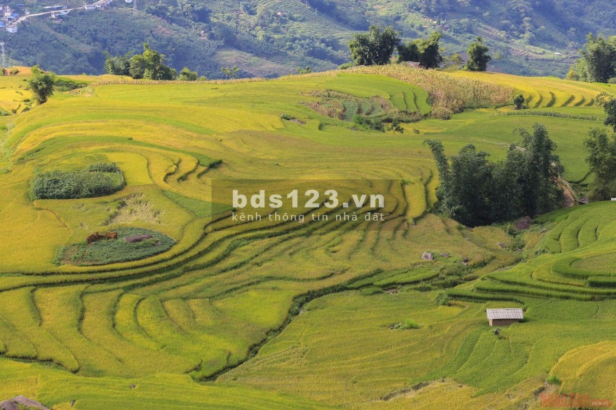 Bán mảnh đất Y Tý đẹp như hoa hậu ( Sapa 2) View ruộng bậc thang và rừng già đẹp xuất sắc