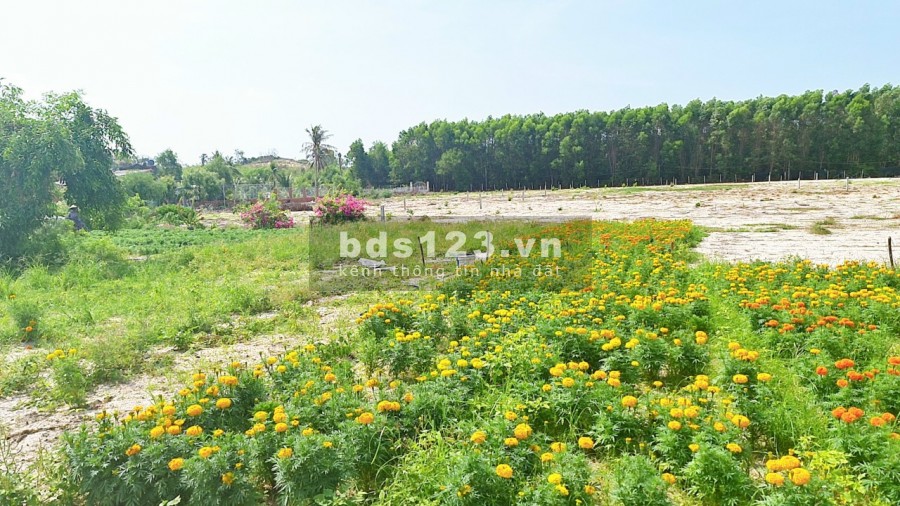 Đất nền ven biển đường xe hơi vào tận nơi, tiện làm nhà nghỉ dưỡng