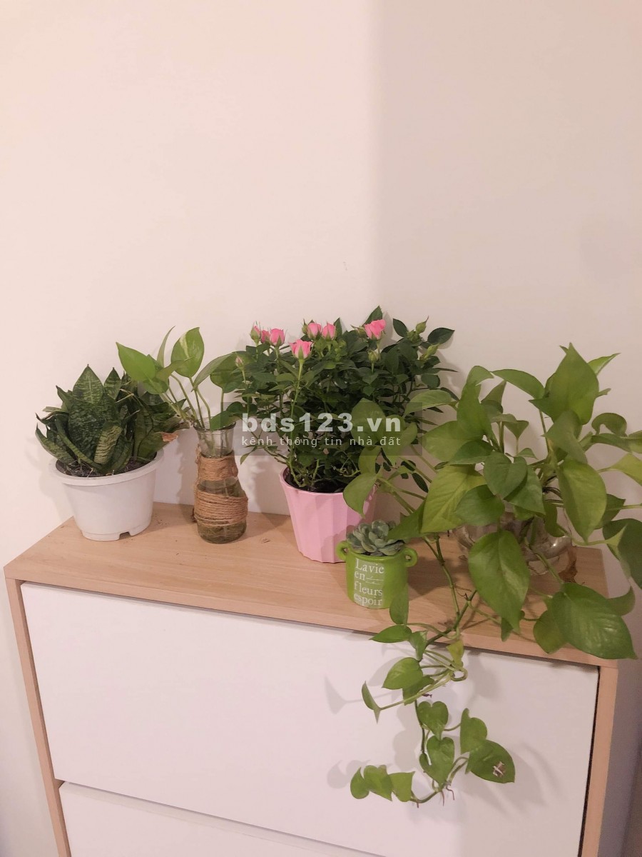 Cho thuê căn hộ full nội thất The Sun Avenue, vừa ở vừa kinh doanh