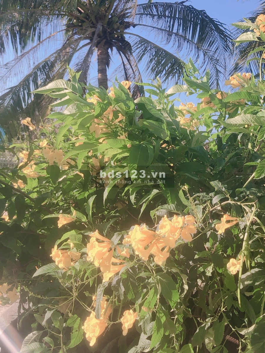 Cho thuê căn hộ full nội thất The Sun Avenue, vừa ở vừa kinh doanh