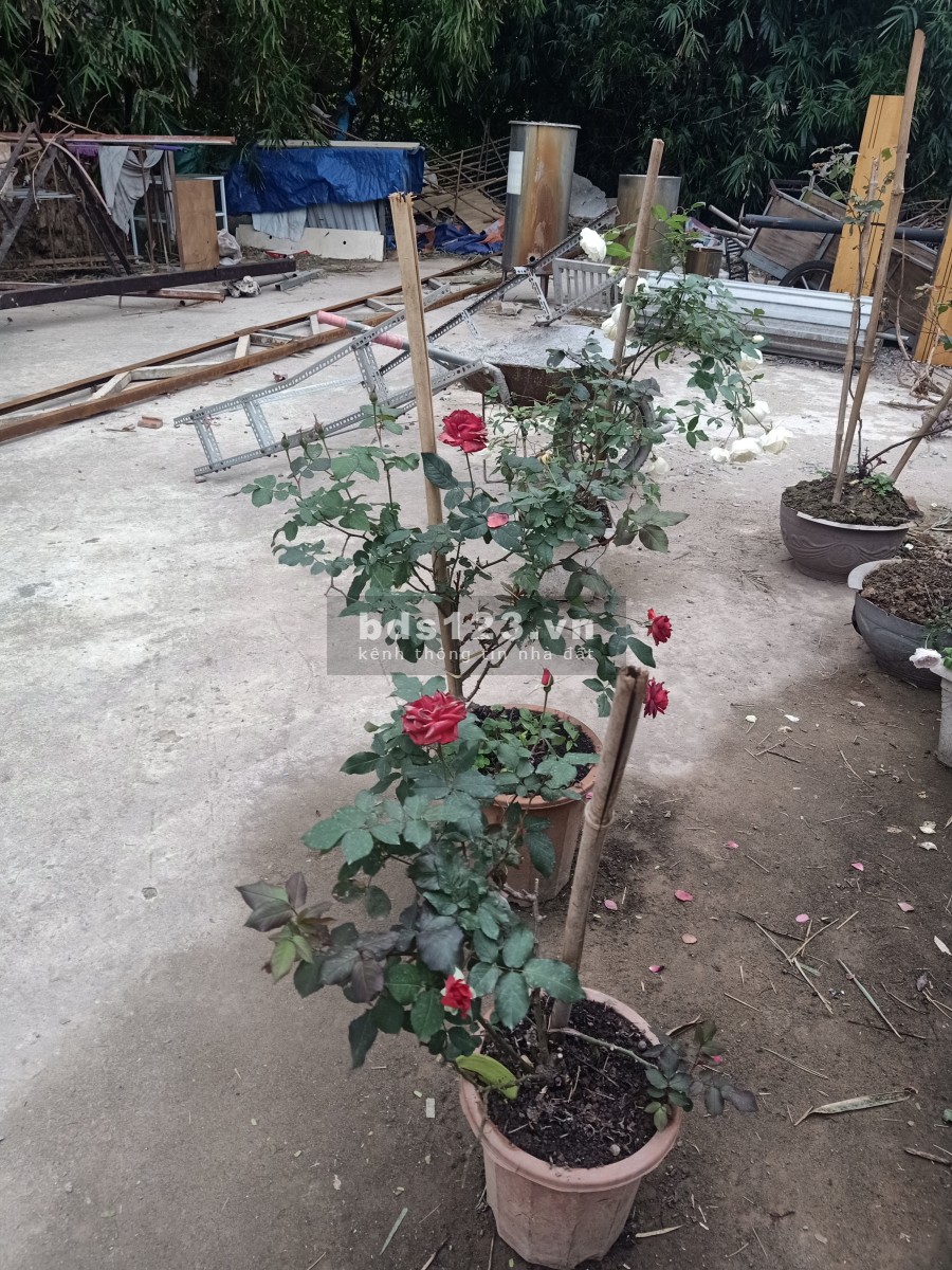 Bán đất mặt đường Phan Bá Vành, đã có nhà xưởng, điện 3 pha, nước sạch, đang cho thuê thu nhập tốt