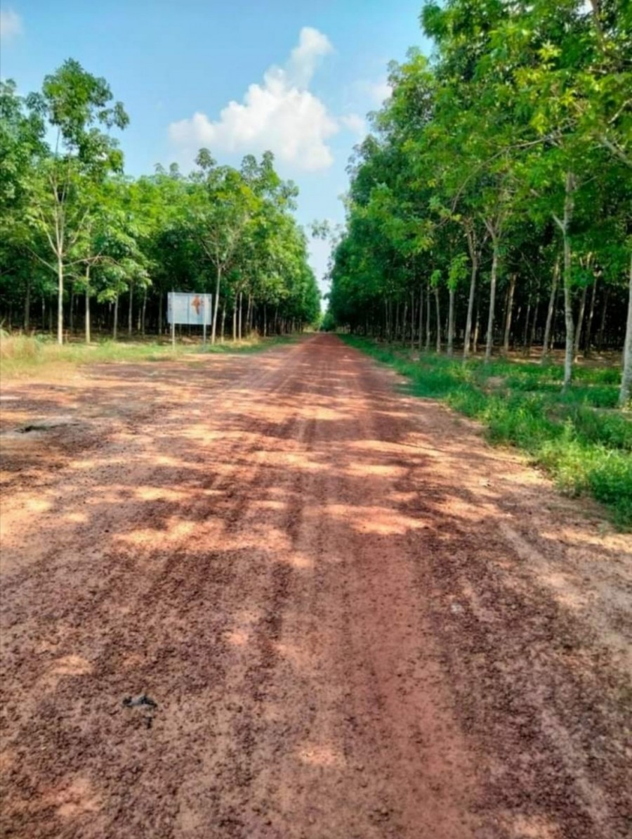 Đất sào giá rẻ sát KCN Cây Trường Bình Dương, giá bán 1050m2/lô