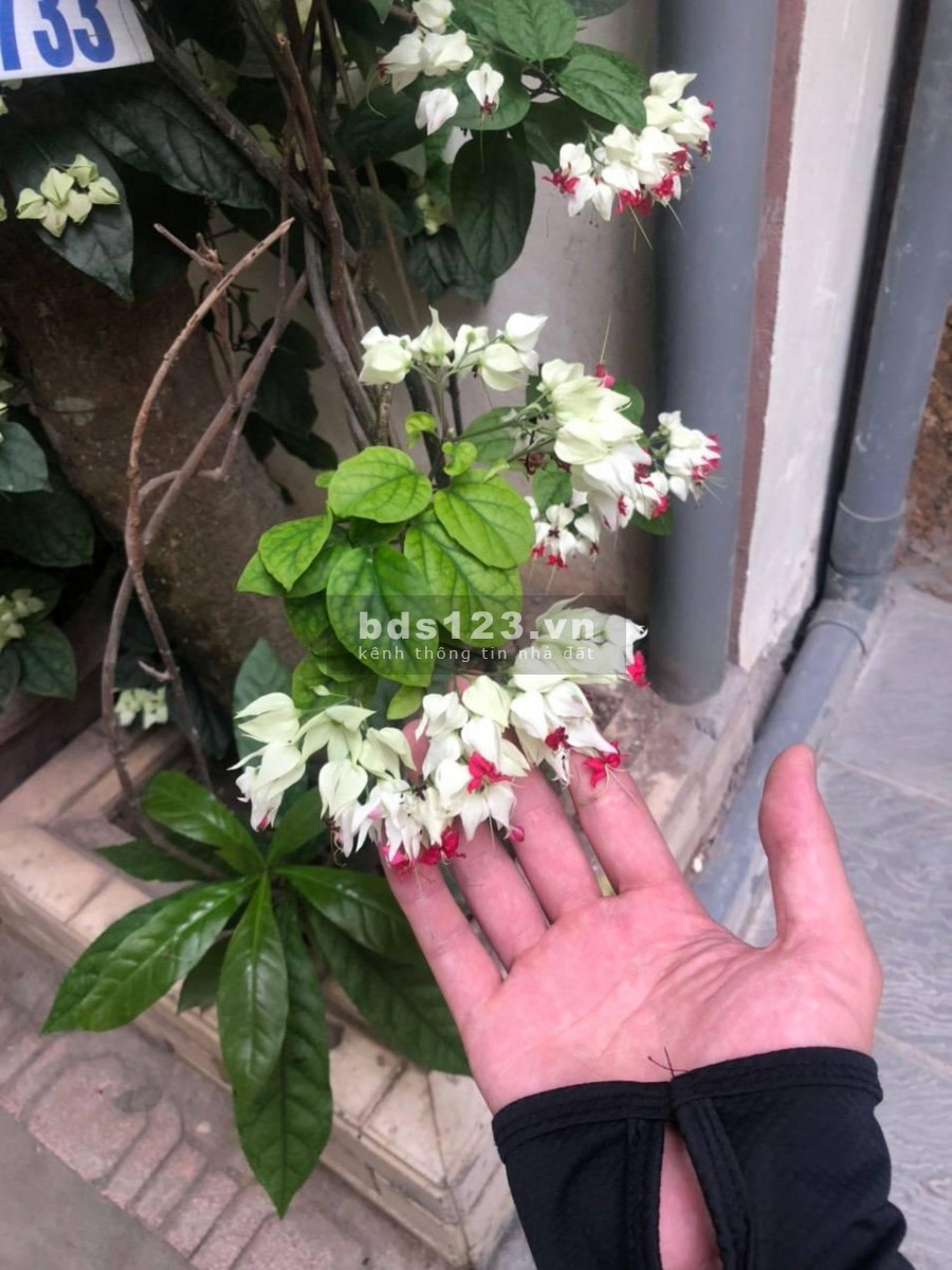 NHÀ PHÂN LÔ- TRUNG TÂM CẦU GIẤY -5M RA MẶT PHỐ -THANG MÁY -…