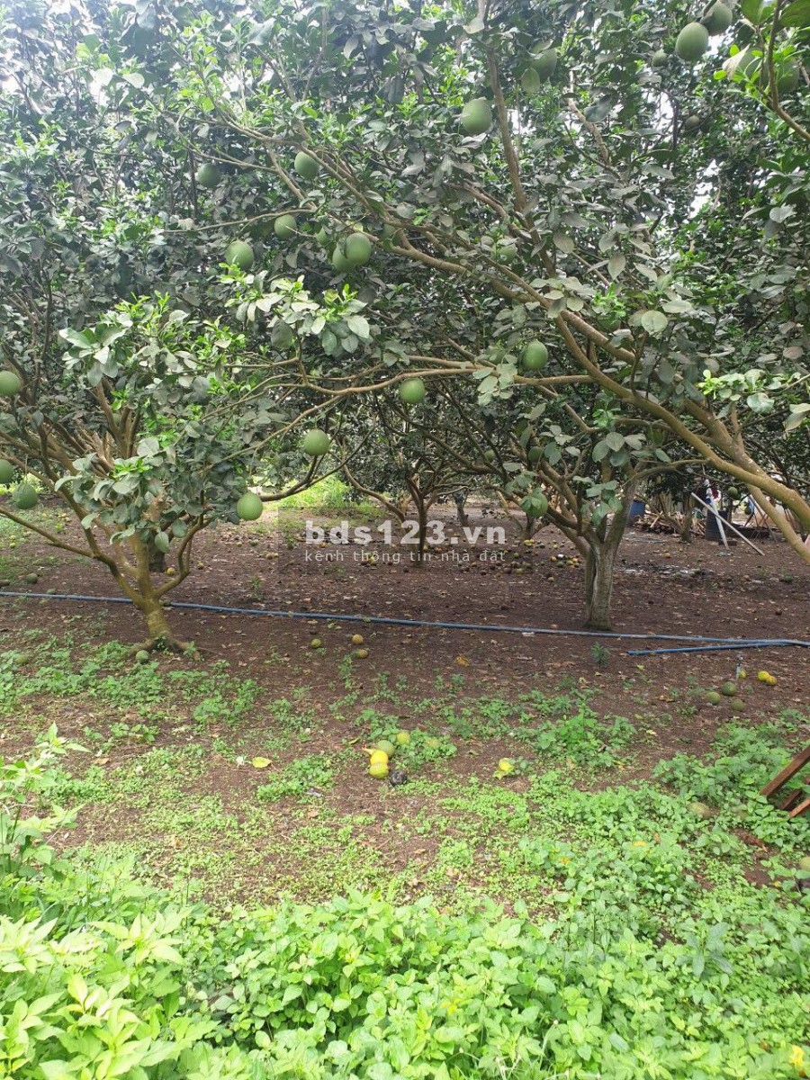 Đất sào giá rẻ ấp 4 xã bình lộc, diện tích 2000m2, sổ riêng