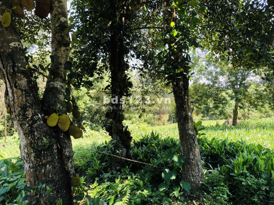 Bán đất chính chủ, pháp lí sạch Thành Lập Lương Sơn Hòa Bình, sổ đầy đủ