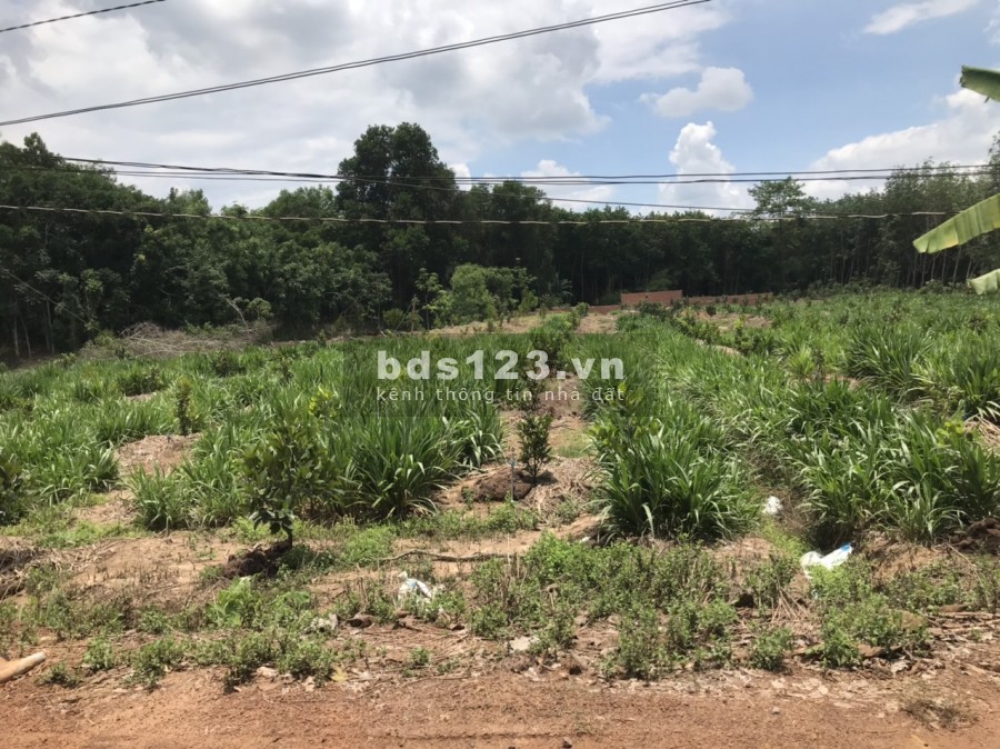 Bình Phước giá rẻ 269tr có ngay 1000m2 sổ sẵn, tiện ích đủ, lh 0336673147