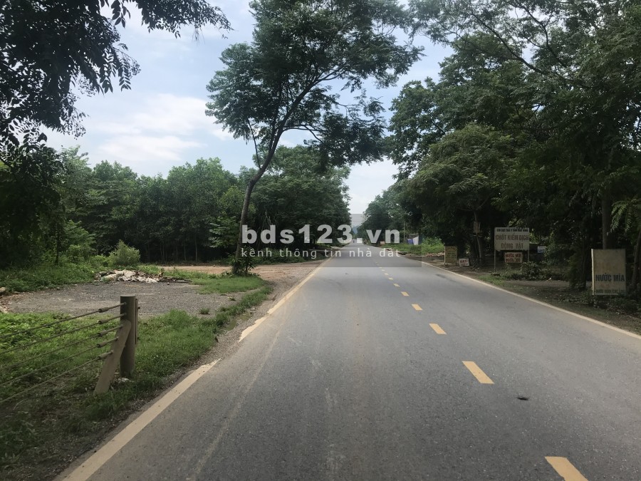 SỐC. 7 hecta mặt đường HCM, phẳng như sân bay. Giá chỉ nhỉnh 300k/m