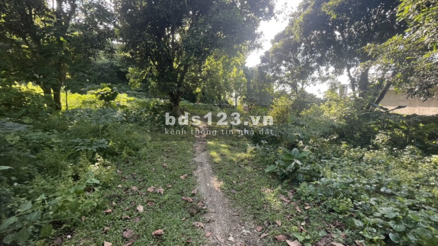 Lô đât đẹp 3832m 400m thổ cư Liên Sơn Lương Sơn, giá bán 900 nghìn/m2