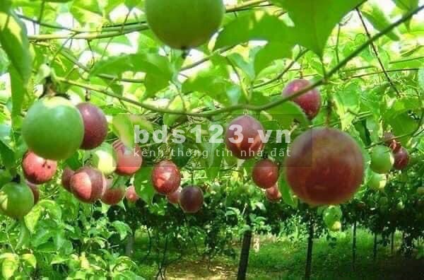 Bán đất nền tại trung tâm tp Bảo Lộc tỉnh Lâm Đồng giá 5tr/m2