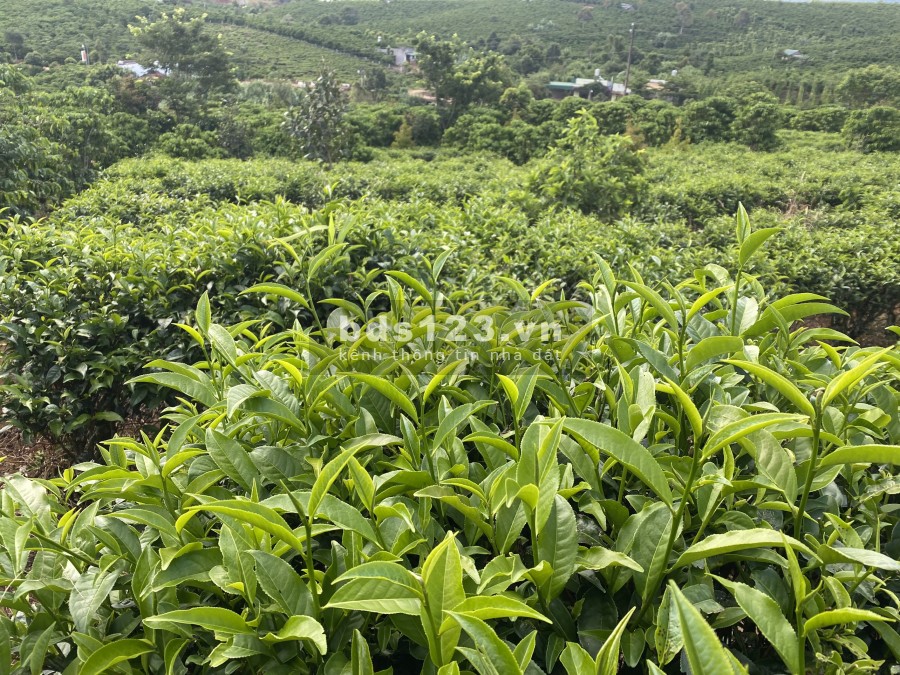 Chính chủ cần bán lô đất ngay trung tâm xã Lộc An, huyện Bảo Lâm