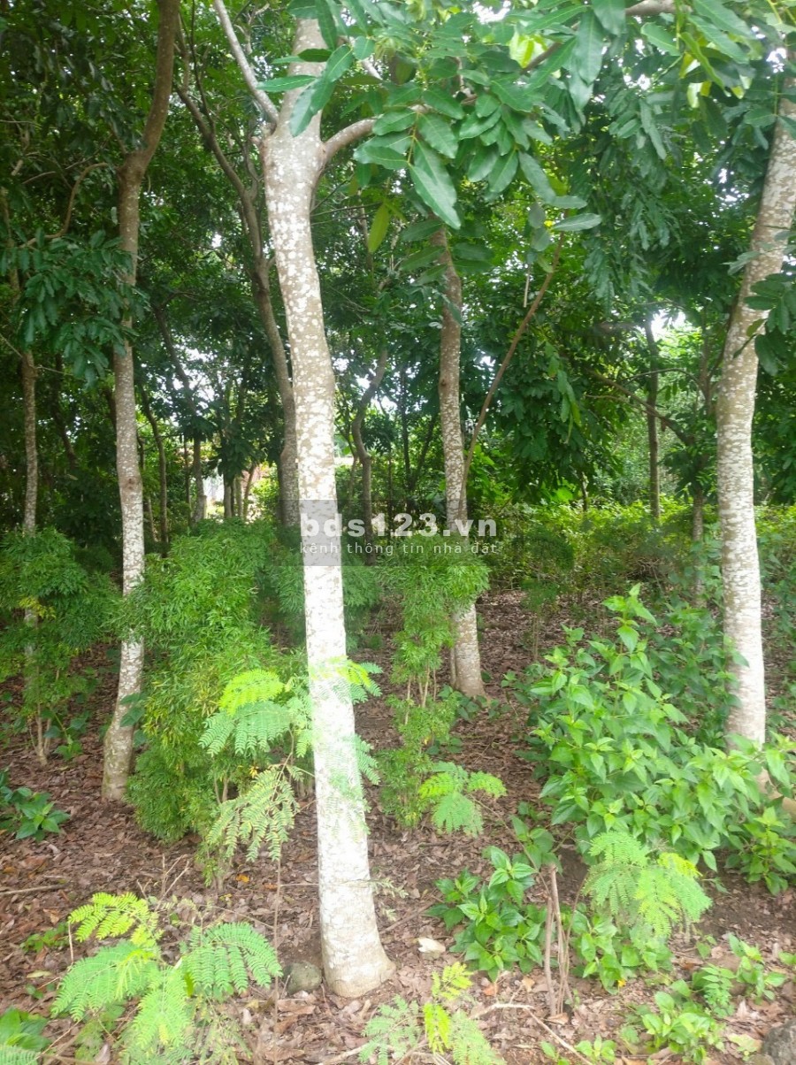 Bán đất Vườn Vĩnh An Vĩnh Cửu 6000m giá 3tỷ6