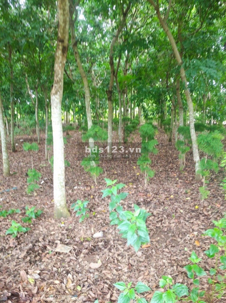 Bán đất Vườn Vĩnh An Vĩnh Cửu 6000m giá 3tỷ6