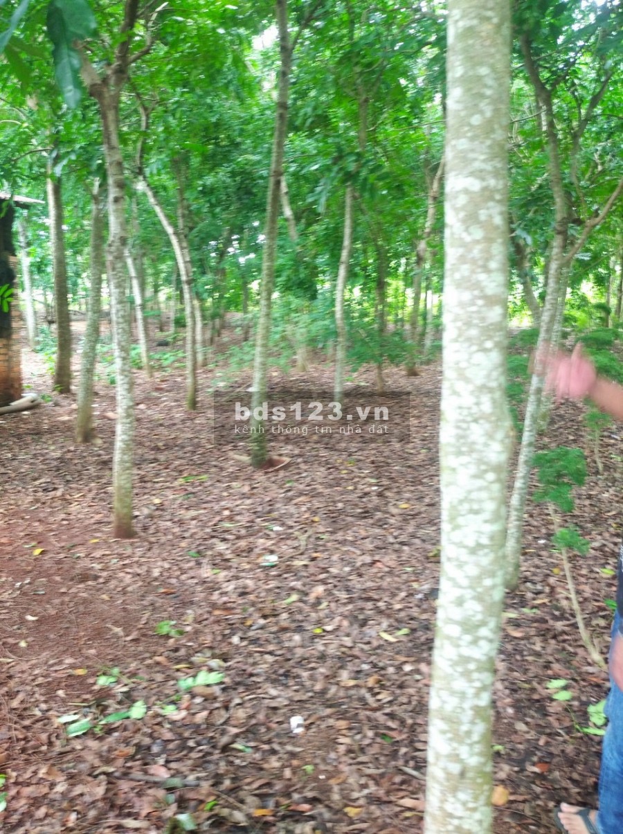 Bán đất Vườn Vĩnh An Vĩnh Cửu 6000m giá 3tỷ6