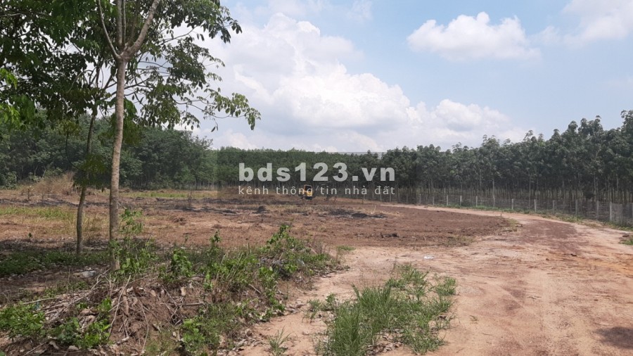 Cần bán gấp lô đất Bình Phước 1000m2 có sổ hồng sẵn giá chỉ cần 220tr