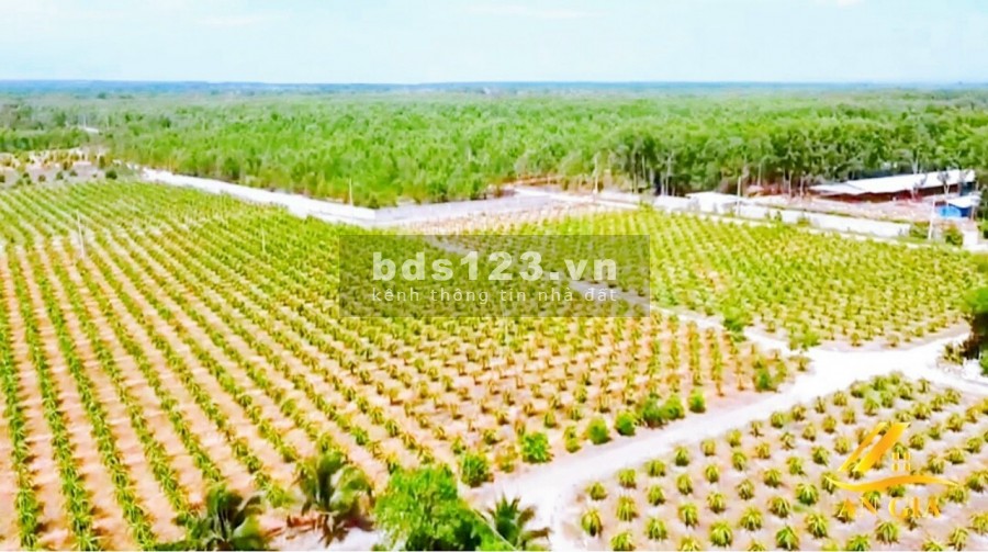 Chính chủ cần bán 13ha đất vườn đang trồng thanh long, cách sân bay Phan Thiết 4km