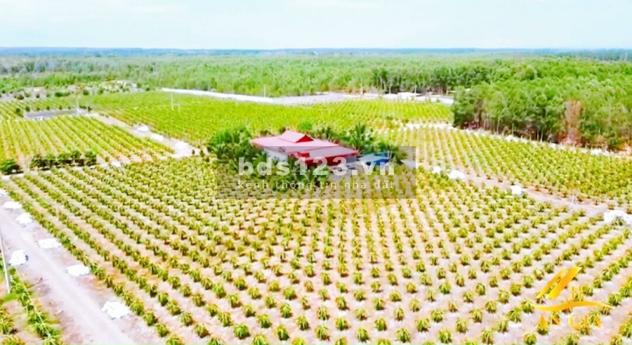Chính chủ cần bán 13ha đất vườn đang trồng thanh long, cách sân bay Phan Thiết 4km