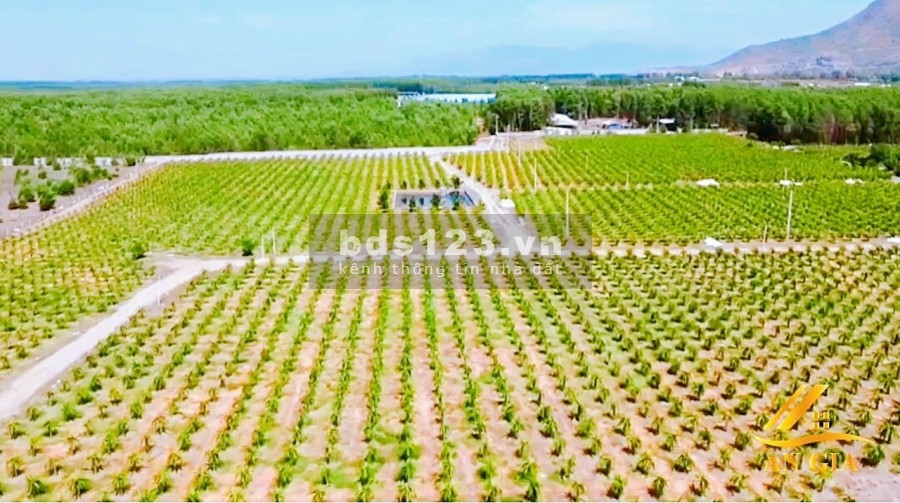 Chính chủ cần bán 13ha đất vườn đang trồng thanh long, cách sân bay Phan Thiết 4km